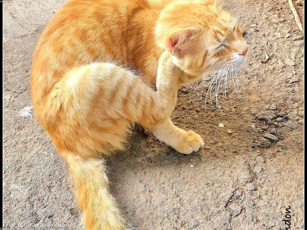 Garde de chats à domicile le week-end