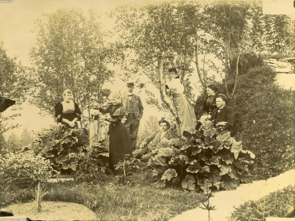 Tonte de pelouse et taille de haies